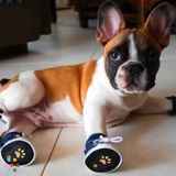 These Paws Are made for Walking! Diva Dog Pet Services coming to RAPIDS
