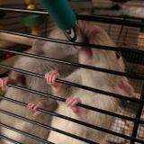 Sitter needed for 2 sweet, pet rats in NYC
