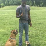 K-9 companion dog walking