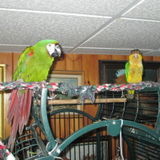Macaw,Caique and Cat feeding/caring/litterbox few times a year.