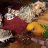 Skillful Pet Sitting Available Now!