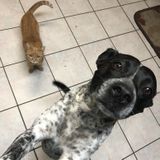 Knowledgeable Dog Walker in San Dimas, California