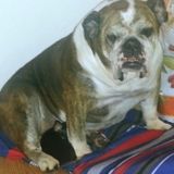 I am a pet caretaker I'm also a Nurse so your pet will be cared for by the best