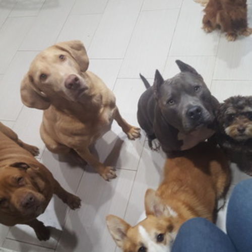 Pet Care Provider Kaisea S's Profile Picture
