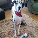Jenkinsville Pet Sitter Onsite for 2 Easy Dogs