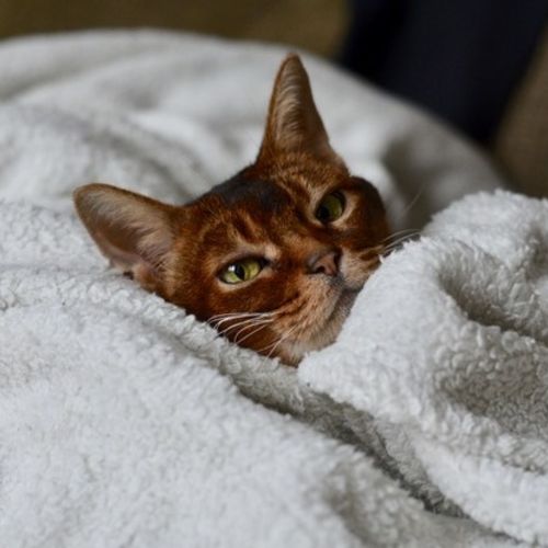 Pet Care Provider Elizabeth M's Profile Picture