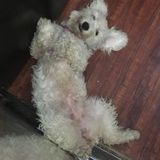 Able to take care of your dog and anything else such as cleaning after their mess, walk them as much as they like