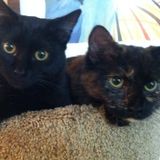 Available: Dedicated Cat Sitting Professional in Denton, Maryland