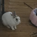 Experienced Rabbit Sitter Needed