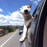 Part time Responsible Pet sitter available