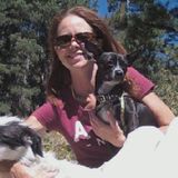 Kind and responsible Pet lover in Lakewood, Colorado