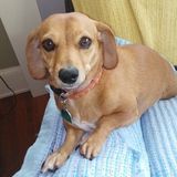 Affordable Pet/House Sitting
