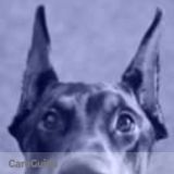 Looking for a dependable pet sitter in the hunters creek area
