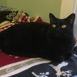 For Hire: Qualified Cat Sitting Professional in Richmond, British Columbia