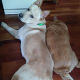 Pet Supervisor for Hire
