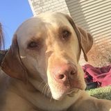 Interviewing a Disciplined Dog Sitting Professional in Dickinson, North Dakota