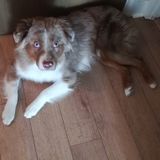 Seeking Loving Dog Sitter in Mississauga