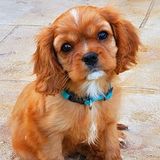 Capable Pet Care Provider Available Immediately