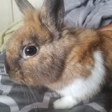 Rabbit Pet Care Provider in Miami