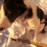 My name is Kaytlyne Mellor and I am looking for pet sitting or pet walking dogs in the Ogallala Nebraska Area.