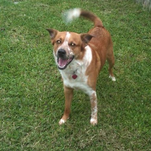 House Sitter Provider Anna Pelletier's Profile Picture