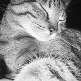 Dedicated Overnight Stay For Dog And Or Cats
