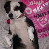 I have 3 pets myself 2 dogs 1 cat I'm just looking to earn a few dollars to get by.