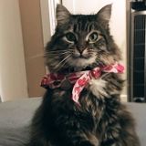 Searching for a Cat sitter to feed twice a day.