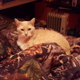 Reliable Pet Sitting Available Now!