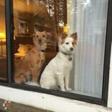 Dog sitter needed in April