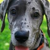 Pet Sitter in Amherst- Good with Small & Large House Animals and Small-Medium Farm Animals