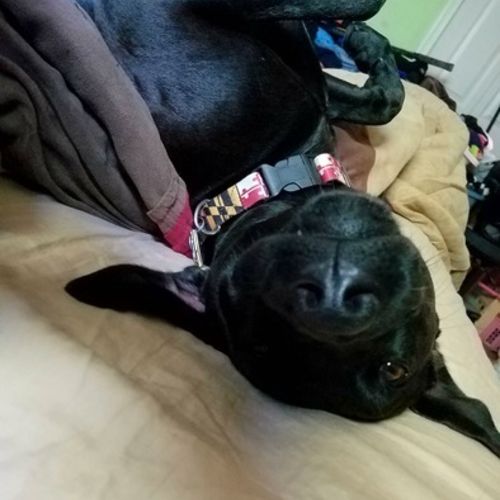Pet Care Provider Alice P's Profile Picture