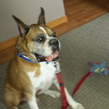 Experienced pet sitter looking for new clients!
