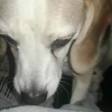 Dedicated Animal Lover Looking For Fun Work!