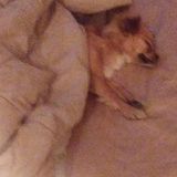 Looking for an awesome pet sitter.