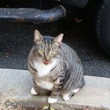 Outstanding pet sitter, I provide loving and reliable services customized to your pets needs.