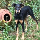 Petsitter Needed for Doberman puppy!