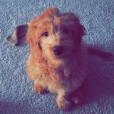 Pet Care Job in Jacksonville, North Carolina