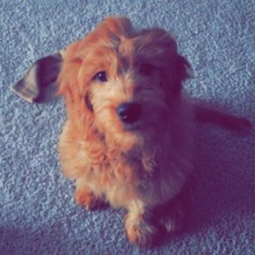 Pet Care Job Emmelene K's Profile Picture