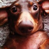Boarding/Sitting pups with full shot records in the League City area.