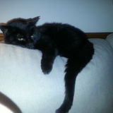 Must love cats