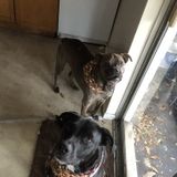 Experienced Vet Tech knowledgeable with all animals. Looking forward to watching your babies today!