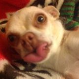 Polite Pet Care Provider in Edwardsville