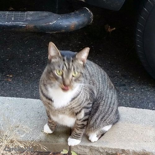 Pet Care Provider Outstanding pet sitter, I provide loving and reliable services customized to your pets needs. G's Profile Picture