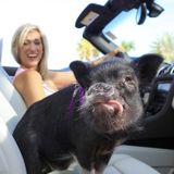 Patio Pig