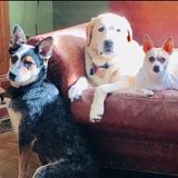 We are a dog walking/pet sitting service located in Madison