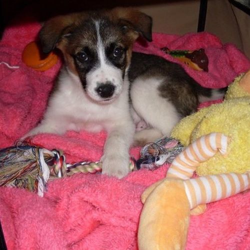 Pet Care Provider Emma B's Profile Picture