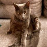 Cat Sitter in Santa Monica needed second week in April
