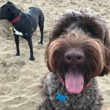 Searching for Present Pet Sitting Professional