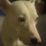 Hello I am Georgia and I am offering Dog sitting and terviewing For an Animal Lover Opportunity i